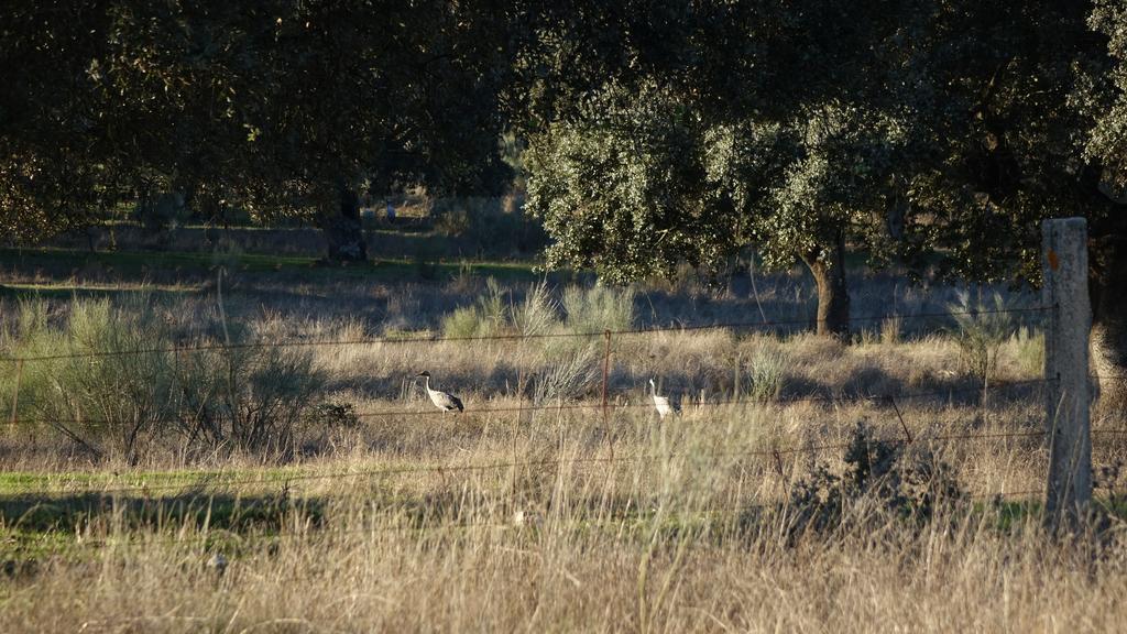 Hostal Via Del Caminante Madrigalejo Εξωτερικό φωτογραφία